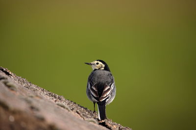 Close-up of bird perching on a wall