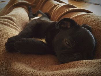 Close-up of dog sleeping at home