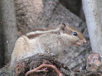 Close-up of squirrel on rock