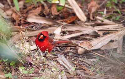 Close-up of ladybug on field