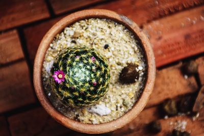 High angle view of potted plant