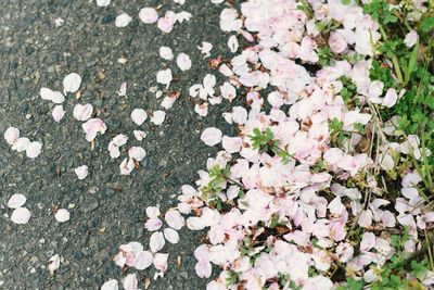 Full frame shot of flowers in field