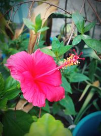 Close-up of pink flowers