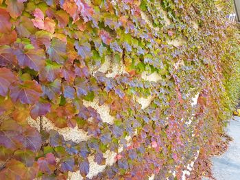 Full frame shot of autumn leaves