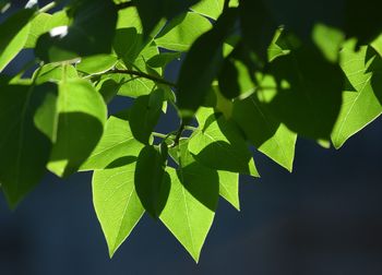 Close-up of leaves