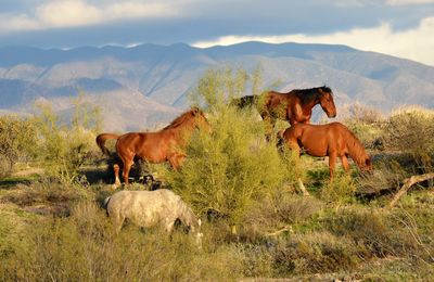 Horses in a field