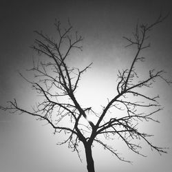 Low angle view of bare trees against sky