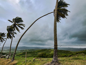 Palm trees against sky