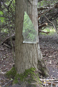 Close-up of tree trunk in forest