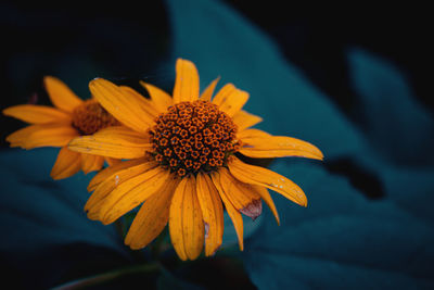 Close-up of yellow flower