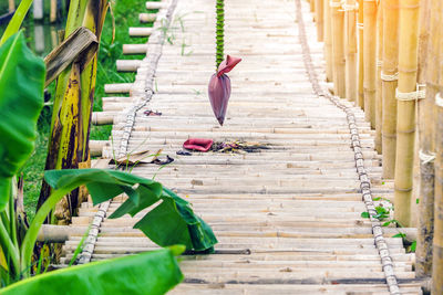 View of bird on wooden railing