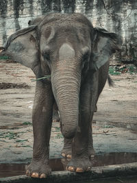 indian elephant