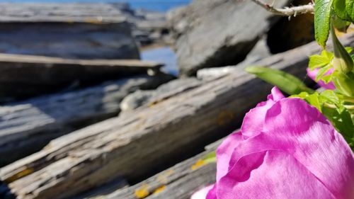 Close-up of pink flowering plant