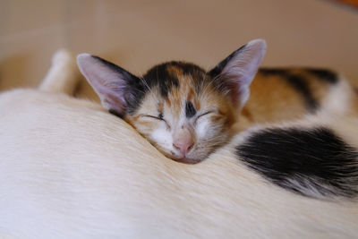 Close-up of cat sleeping