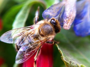 Close-up of bee on flower