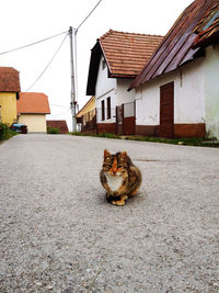 Cat sitting on a building