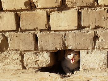 Portrait of cat sitting on brick wall