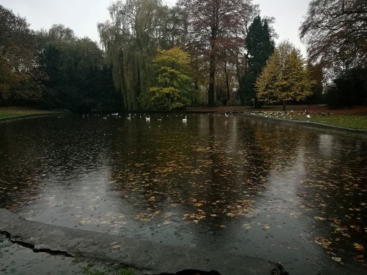 REFLECTION OF TREE IN PUDDLE