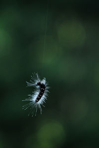 Close-up of dandelion on plant