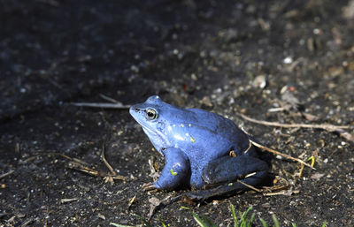 Male moor frog turns blue in spring at breeding time