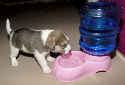 A cute 3 week old beagle puppy drinking water for the first time from a water fountain