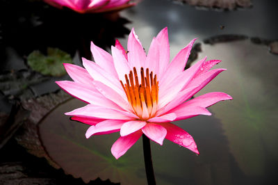 Close-up of pink water lily