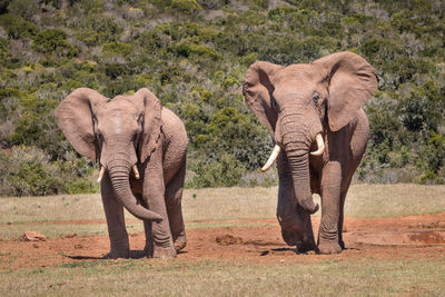 Elephant standing in park