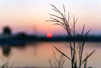 Close-up of silhouette plants against sky during sunset