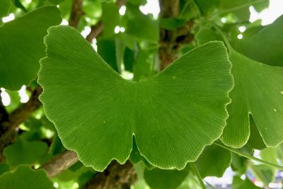 Close-up of fresh green leaves