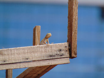 Close-up of a bird on wood against blue sky