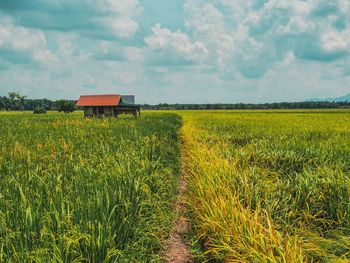 Scenic view of field against sky