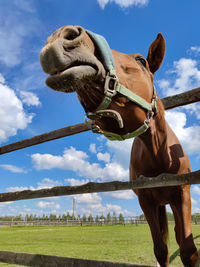 Close-up of a horse on field