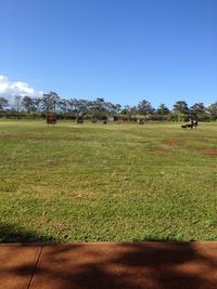 Scenic view of grassy field against clear sky