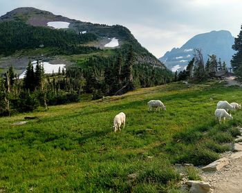 Sheep grazing on field against sky