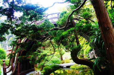 Low angle view of trees in forest