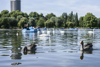 Ducks swimming in lake