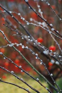 Close-up of wet tree branch during rainy season