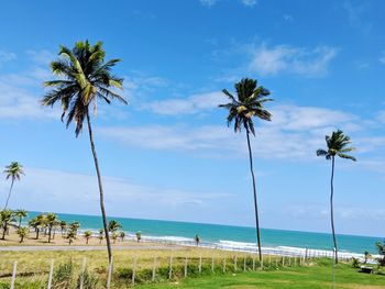 Palm trees on beach
