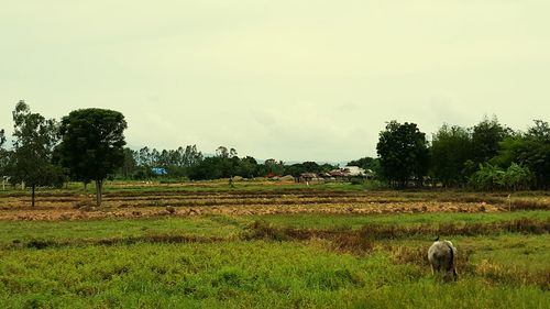 Scenic view of grassy field against sky