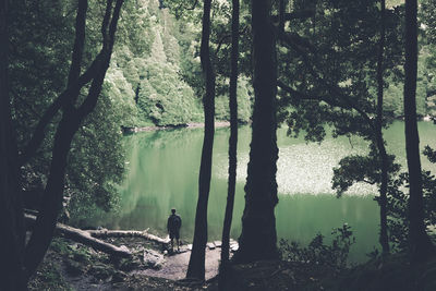 Man standing by trees in forest