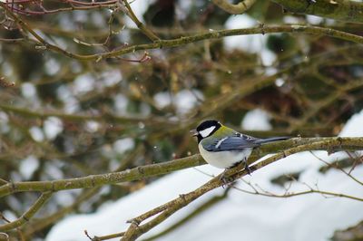 Close-up of bird perching on tree