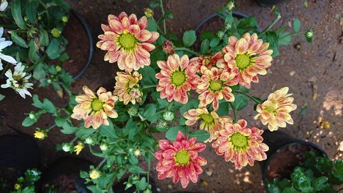 Close-up of flowers blooming outdoors