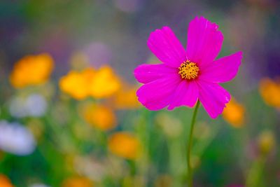 Close-up of pink cosmos flower