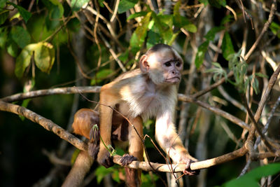 Monkey sitting on tree