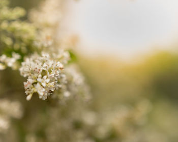 Close-up of flowers against blurred background