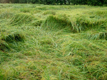 Full frame shot of grassy field