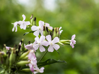 Close-up of white flowering plant