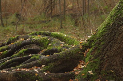 Moss growing on land in forest