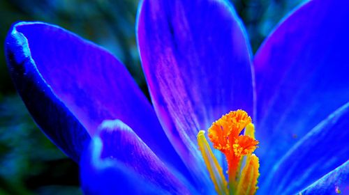 Close-up of purple flowers