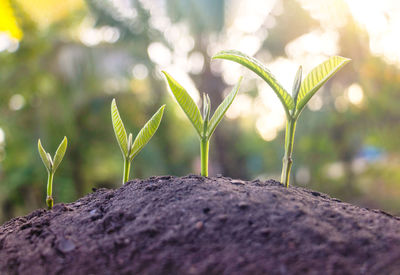 Close-up of small plant growing on rock